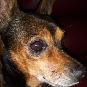 Meet your Posher, Betty